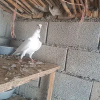 فری ماده|پرنده|گنبد کاووس, |دیوار