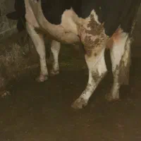 گوساله پروری