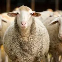 پخش گوسفندزنده|حیوانات مزرعه|تهران, امیر بهادر|دیوار