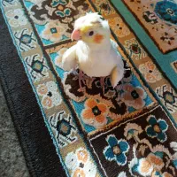 بچه عروس هلندی