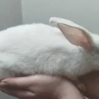 خرگوش دو ماهه ماده