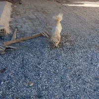 سگ اشپیتز پاپی ماده