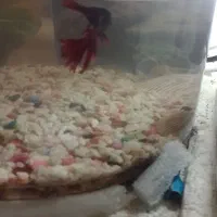 فایتر ماهی نر باتونگ