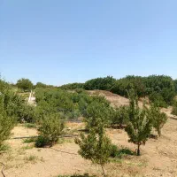 باغ زراعی قیمت مناسب|فروش دفتر صنعتی، کشاورزی، تجاری|سامان, |دیوار