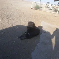 سگ .|سگ|قم, پردیسان|دیوار