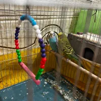 یک جفت مرغ عشق مولد