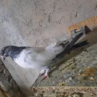 نرو ماده کله دمسبز درشت