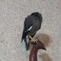 مرغ مینا