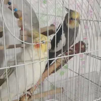 یک جفت عروس هلندی مولد