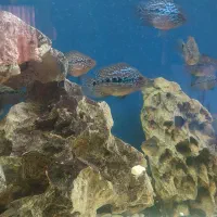 جوجه فلاور کامفا پرخط و خال|ماهی|کرج, گلشهر|دیوار