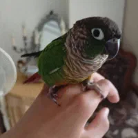 یک طوطی گرینچیک گمشده