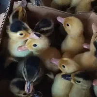 جوجه گلپایگانی یک روزه/ جوجه اردک پکنی یک روزه|حیوانات مزرعه|جوادآباد, |دیوار