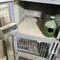 کفتر|پرنده|تهران, منیریه|دیوار