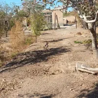 فروش یک قطعه باغ در اسلامیه|فروش خانه و ویلا|اسلامیه, |دیوار