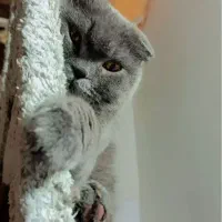 اسکاتیش و بریتیش ۱۵ماهه ماده