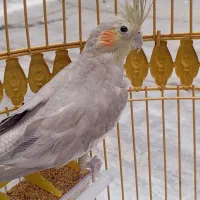 عروس هلندی