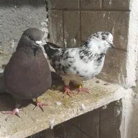 کبوتر  پرشی