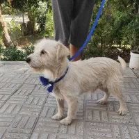 سگ با مزه|سگ|اصفهان, احمدآباد|دیوار