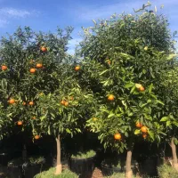 واگزاری اولین و بزرگترین نهالستان لاهیجان