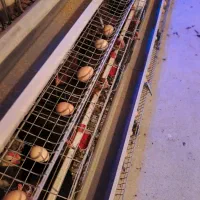 تخم‌مرغ محلی ارگانیک گلپایگان|خوردنی و آشامیدنی|مشهد, صیاد شیرازی|دیوار