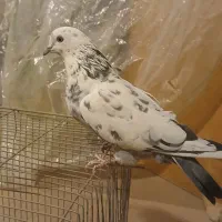 کبوتر پرشی سوسکی ساعتی