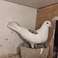 کفتر فروش یا معاوضه|پرنده|باغستان, |دیوار