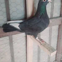 تعدادی کفتر ماده خوشگل|پرنده|کرمان, |دیوار