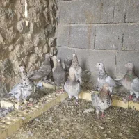 سرور هفترنگ|پرنده|شیراز, آزادی|دیوار