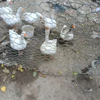 غاز برا فروش