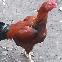 خروس لاری|حیوانات مزرعه|رحیم‌آباد, |دیوار