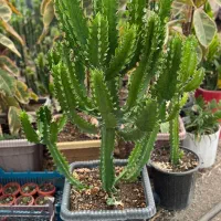 کاکتوس و افوربیا|گل و گیاه طبیعی|کاروان, |دیوار