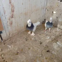 کبوتر طوقی|پرنده|شیراز, کرونی(خاتونک)|دیوار