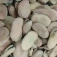 باقالی بذر گرگان