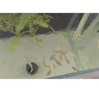 گوپی نژاد های درجه ۱|ماهی|مشهد, آزادشهر|دیوار