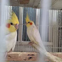 عروس هلندی لوتینو ۹عدد