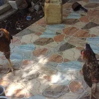 فروش مرغ و خروس لاری|پرنده|جویم, |دیوار