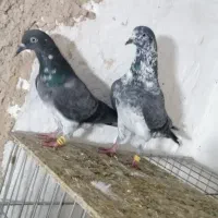 جفت کبوتر چپرا