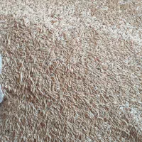 جو دیمی قرع آرپع