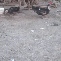 اردک خارجی