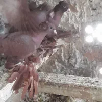 کبوتر قرمز ایاخلی