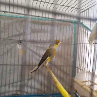 پرنده