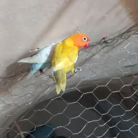 یکجفت کوتوله|پرنده|نجف‌آباد, یزدانشهر|دیوار