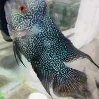 ماهی فلاور بالغ هد دار خوشرنگ|ماهی|پاکدشت, پاکدشت (مامازند)|دیوار