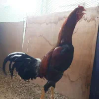 تخم نطفه دار لاری و برهما لایت. تعداد محدود|حیوانات مزرعه|سبزوار, امیر کبیر|دیوار