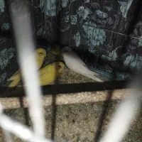 عروس هلندی مرغ عشق|پرنده|شراء, |دیوار