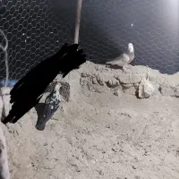 کبوتر نر وماده