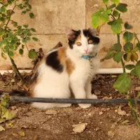 واگذاری بچه گربه