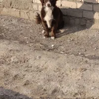 2عدد سگ پاکوتاه ماده تربیت شده