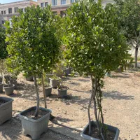 درخت برگ بو (پایه دار)|گل و گیاه طبیعی|تهران, مجیدآباد|دیوار