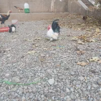 خروس و مرغ مینیاتوری